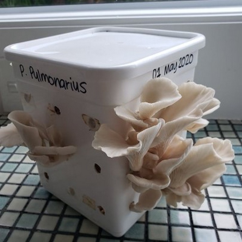 Mushroomate