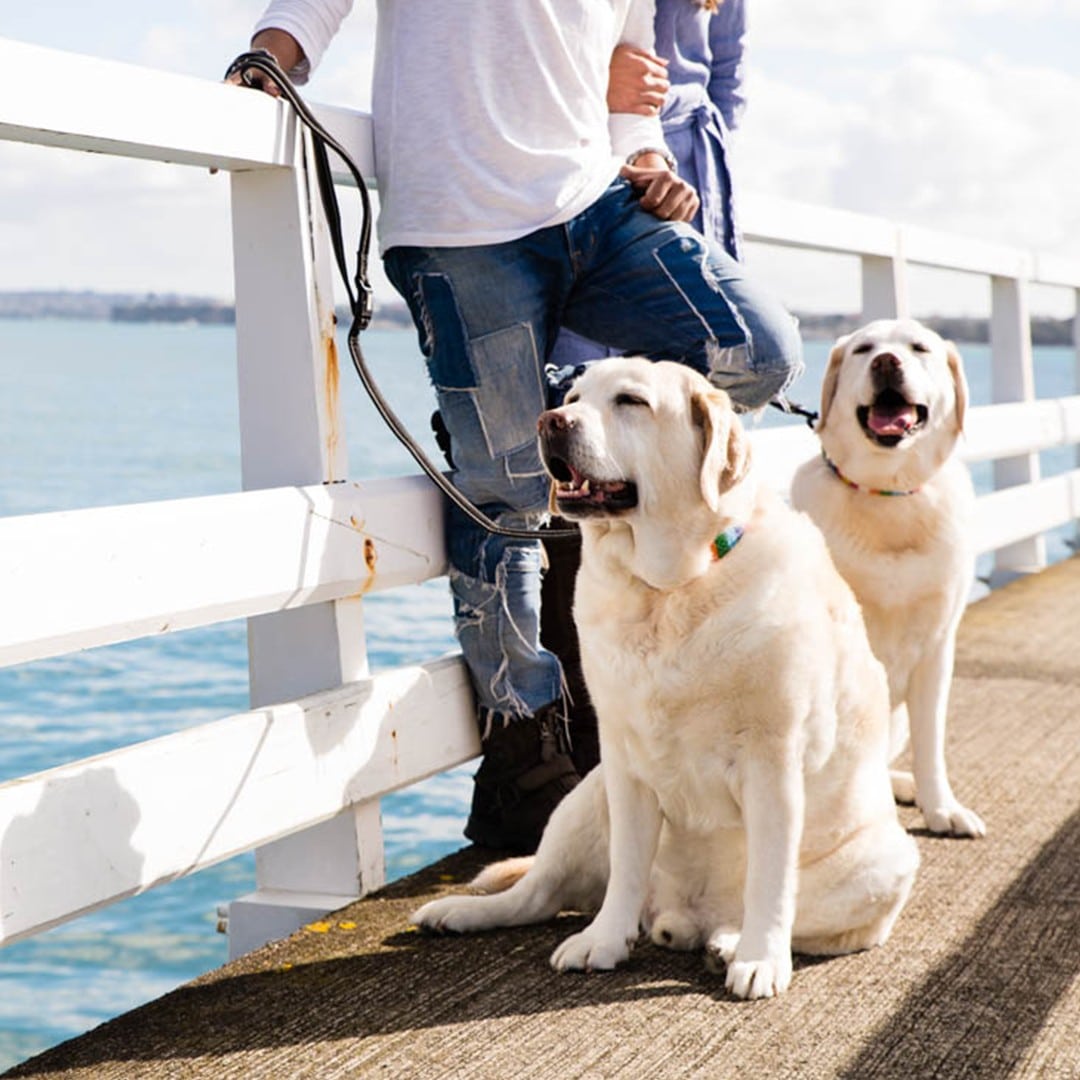 Yellow Lab dog and family photography